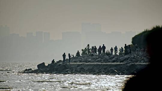 深圳湾鸟类栖息地自然风光视频