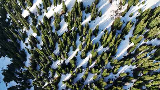新疆赛里木湖雪山上云杉树被晨光照射景观