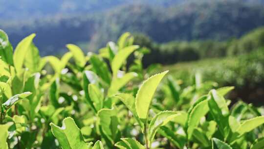 茶山茶园红茶绿茶茶叶种植