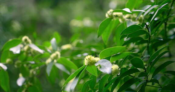 大自然  春天  夏天 植物 绿色