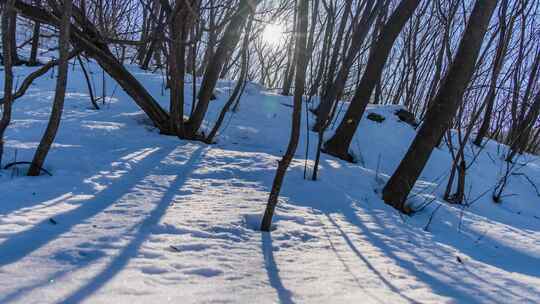 冬季雪后森林太阳树影延时