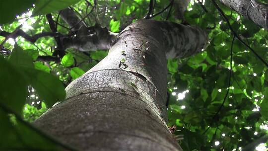 切叶蚁在树枝上移动树叶视频素材模板下载