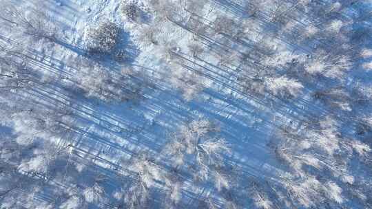 森林俯拍冬季雪野白桦树林