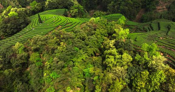 四川雅安大地指纹绿茶基地航拍