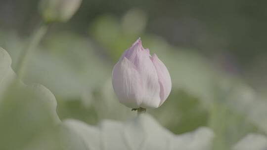 荷花空镜