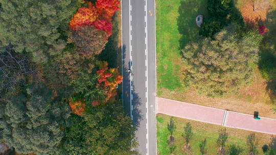 北方秋季树林小路航拍风景