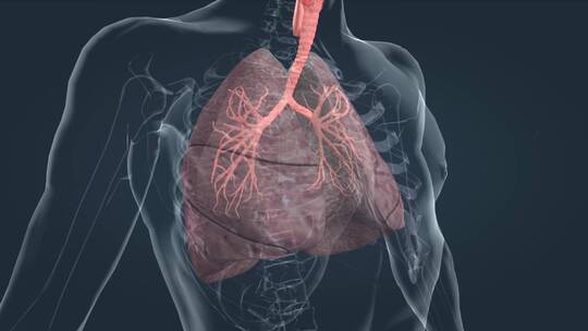 医学人体肺部肺脏肺叶呼吸肺功能肺活量