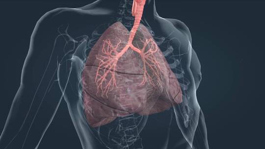 医学人体肺部肺脏肺叶呼吸肺功能肺活量视频素材模板下载