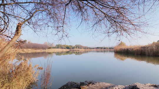 冬季枯枝下的平静湖水风景