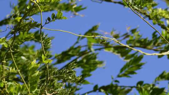 植物叶子绿叶枝叶空镜风景大自然树叶阳光