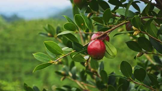 茶油果 油茶果 油茶种植