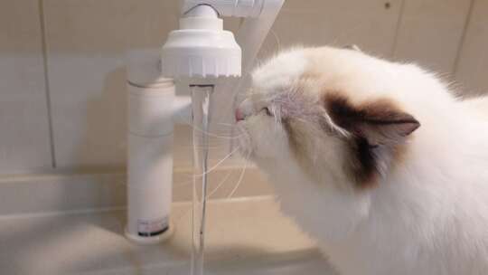 白色布偶猫在水龙头下喝水4k超清特写