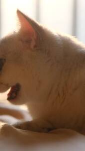 逆光下趴着热的伸舌头的小猫咪慢镜头