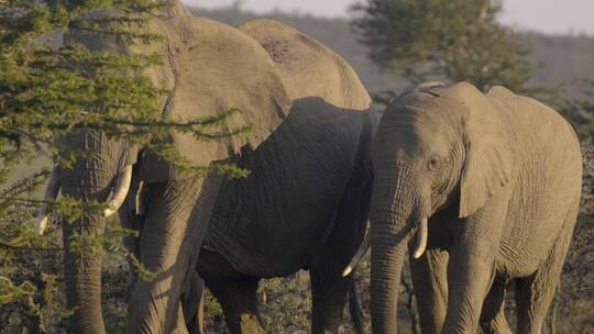 肯尼亚保护区的象群