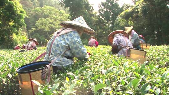 台湾茶农采摘茶叶的场景