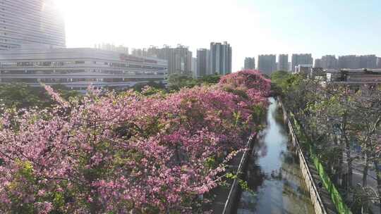 中国广东省广州市荔湾区坦尾美丽异木棉