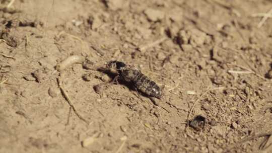 西藏草原食蝇类幼虫的隐翅虫