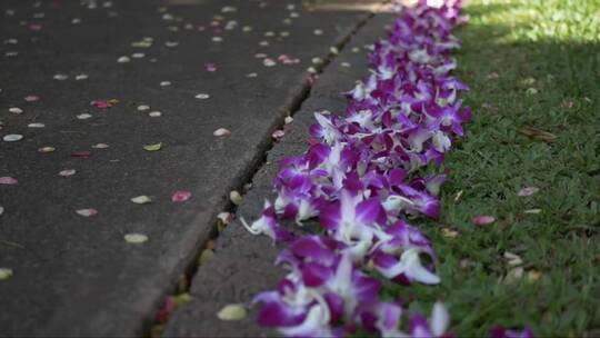 路旁紫色的兰花