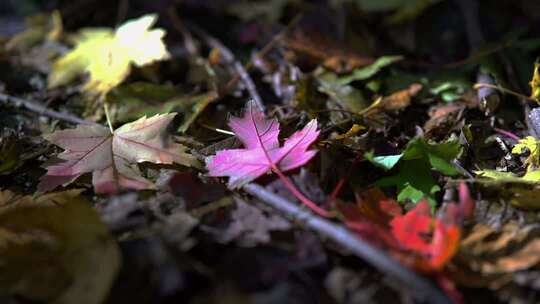 威海市环翠区羊亭镇红枫树林秋季景观