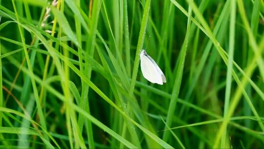草地上的白色蝴蝶