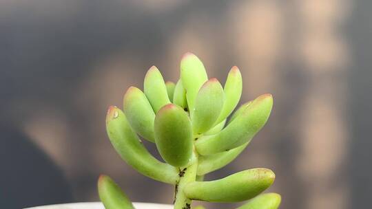 乙女心多肉植物