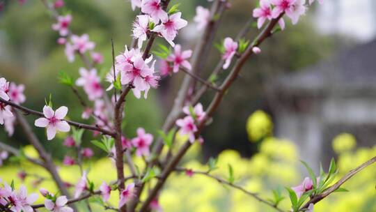 实拍4k油菜花-桃花