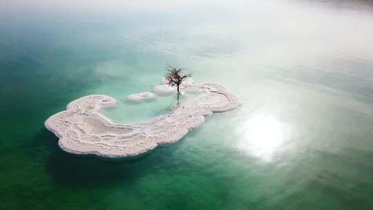 海中盐矿上一棵光秃秃的树