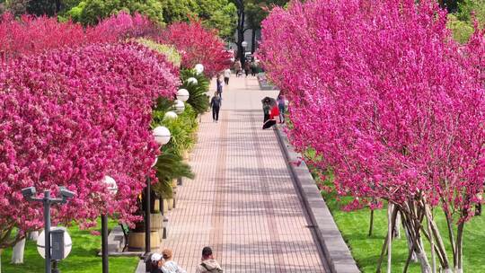 航拍宜昌夷陵广场鲜花步道