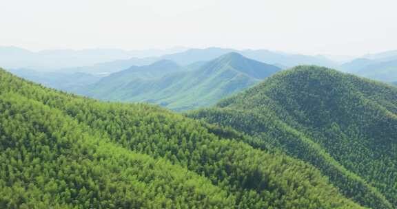 江南群山竹山竹海浙江湖州安吉风光