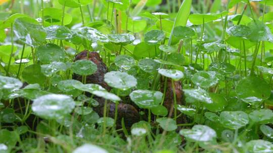春天雨中的小草