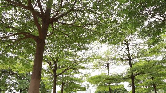 城市公园里的树林视频素材模板下载