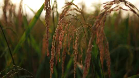 合集水稻大米收获成熟