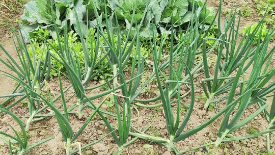 农村菜园花草树木绿色植物