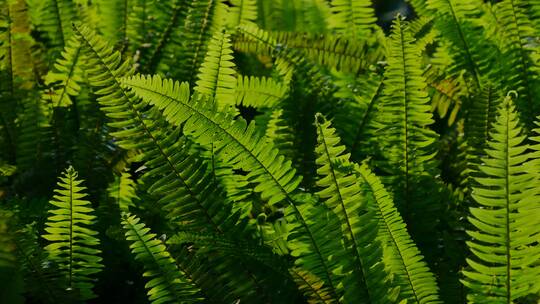 阳光草丛蕨类植物视频素材模板下载
