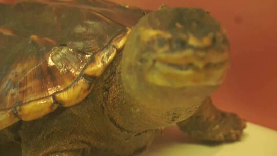 海龟陆龟乌龟玳瑁甲壳爬行动物标本视频素材模板下载