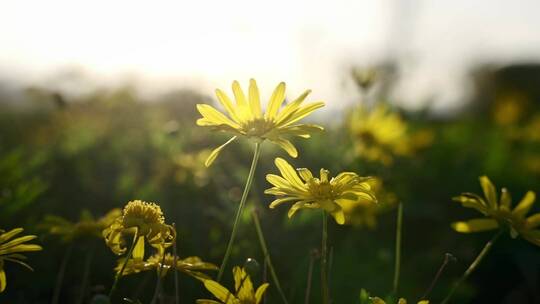 春天阳光下随风摇曳的黄金菊花朵唯美空镜