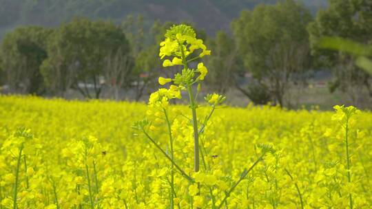 油菜花视频00984427