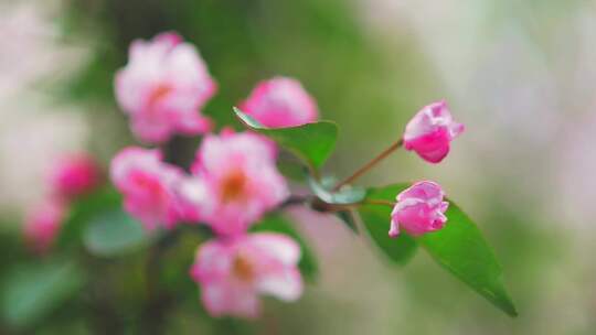 春天盛开的海棠花