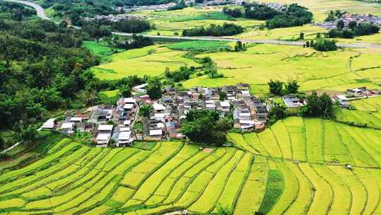 高山峡谷地区金色稻田