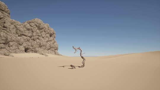 沙漠中的一棵孤树