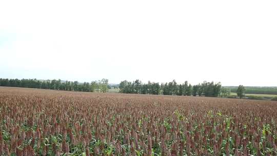 东北北大荒农业五谷杂粮红高粱成熟丰收生长