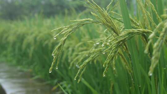 雨天稻田 水稻 稻穗 水稻丰收 水稻生长