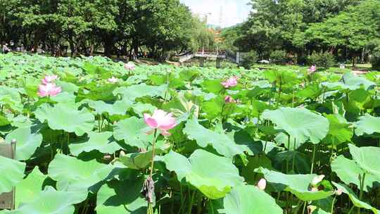 蜻蜓 荷花 升格慢动作 慢镜头