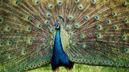 开屏孔雀特写