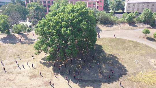 大树下奔跑的学生、乡村学生