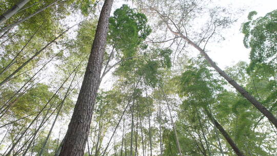 树林山林视频素材模板下载