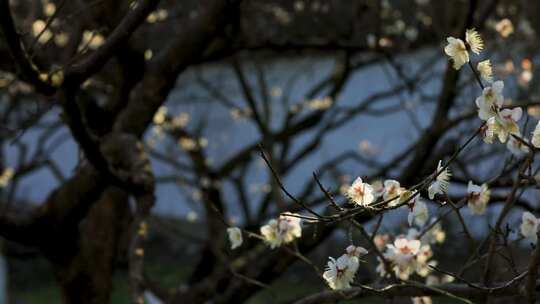 早春白梅盛开唯美空镜