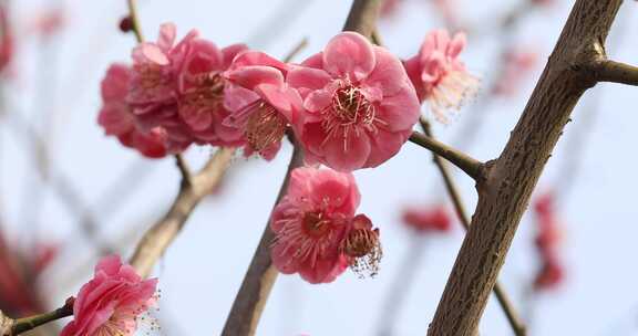 阳光轻轻摇摆梅花 立春花开微风 微距特写