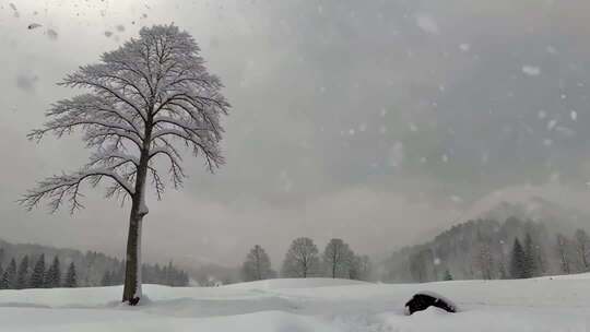 雪地中孤树立于雪景间