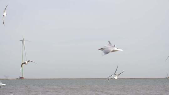 海鸥 海边 海平线 群鸟 大海